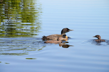 Common Loon with chicks