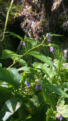Violet flowers with green leaves