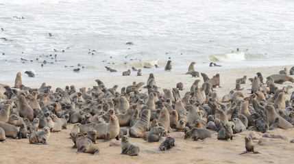 Colony of Cape Fur Seals in and out of the water on Skeleton Coast, Namibia