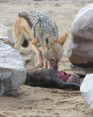 Fototapeta premium Black-backed jackal eating a baby seal, on Skeleton Coast, Namibia