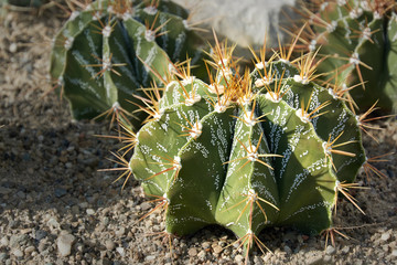 Cactus, astrophytum ornatum britton & rose a succulent plant with a thick, fleshy stem that bears...