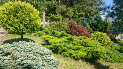 Red yellow and green shrubs in a park on the Black Sea