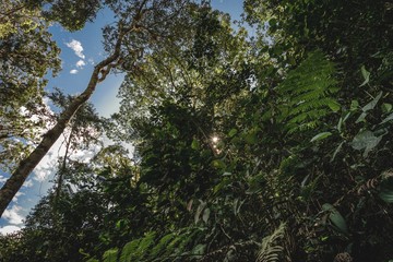 For&ecirc;t amazonienne