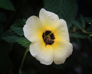 Fototapeta na wymiar yellow flower in garden bee in the middle