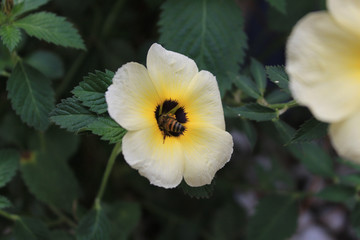 Obraz na płótnie Canvas flower in garden bee in the middle dark backgroung