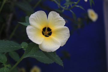 Obraz na płótnie Canvas yellow and white flower blue back side