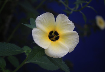 Fototapeta na wymiar white flower with a black bee working on it