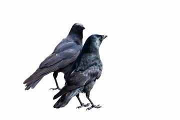 Common Ravens - isolated on a white background