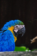 A single parrot sitting on a branch
