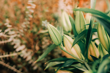 flowers in the garden