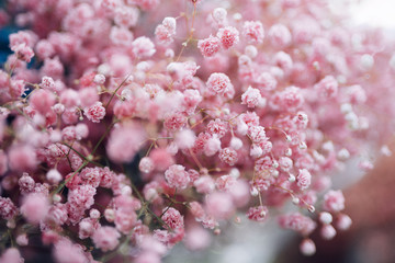  gypsophila