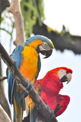 Two parrots sitting on a branch