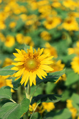 Sunflowers in the fields