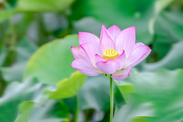 Obraz premium A beautiful pink lotus