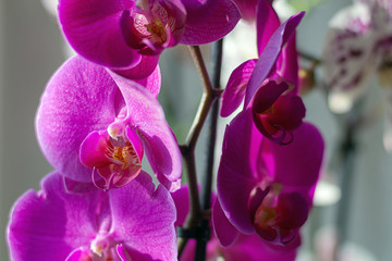 Blooming Phalaenopsis orchids in bright sunlight, close-up, selective focus