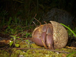 Uga or coconut crab on the south pacific tropical island of Niue.