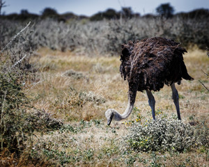 A female common ostrich eating, Etosha National Park, Namibia, Africa.