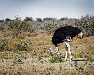 A male common ostrich eating, Etosha National Park, Namibia, Africa.