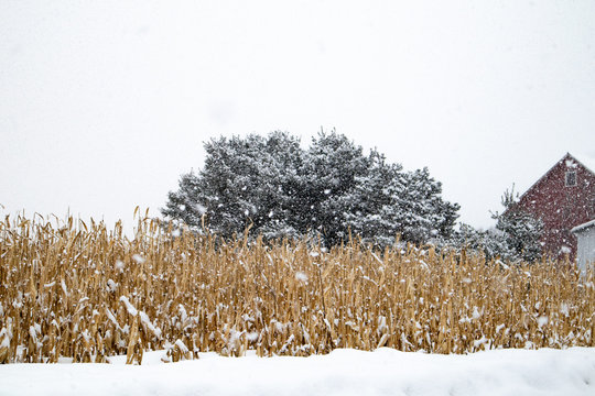 Snow covered cornfield next to a barn in a February snowstorm in Wausau, Wisconsin getting one to two inchess an hour