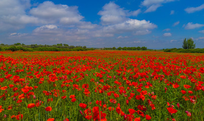field of red poppies in spring, nature concept