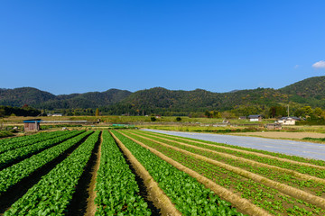 Fototapeta na wymiar 野菜畑と遠景の山