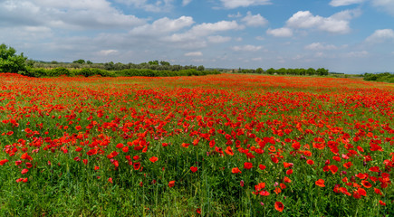 Fototapeta na wymiar field of red poppies in spring, nature concept