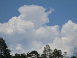 lumpy white leaves and clouds
