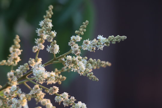 Longan Flowers