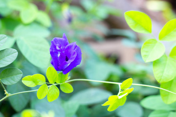 Blue butterfly pea flower blooming, Close up with green leave background.