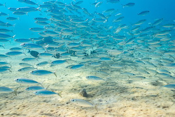 School of fish swimming over sand in tropical blue water