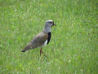 Southern Lapwing (Vanellus chilensis) is a bird of the order Charadriiformes in the family...
