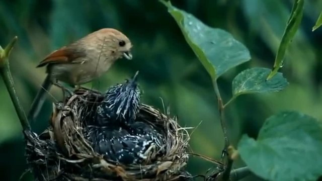 Mother bird feed babies background