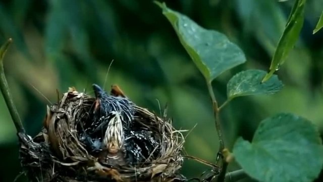 Mother bird feed babies background