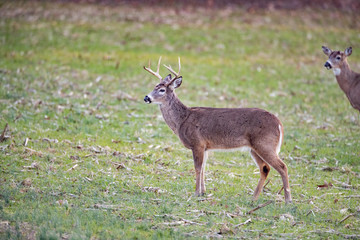 Bucks