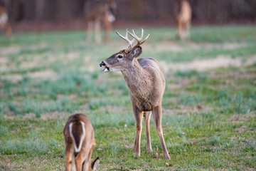 Bucks