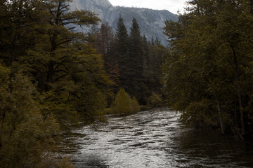 River in the forest Colorado