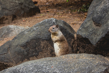 Squirrel in Yosemite Park