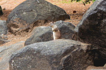 Squirrel in Yosemite Park