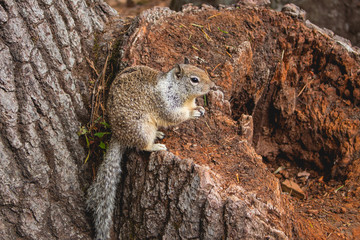 Squirrel in a tree