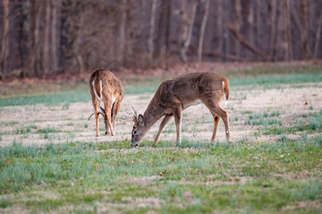 Bucks