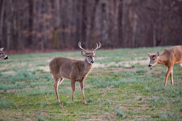 Bucks