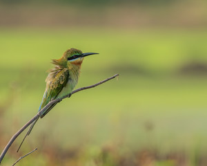 The Blue-tailed Bee-eater (Merops philippinus) is a near passerine bird in the bee-eater family Meropidae. It breeds in southeastern Asia.