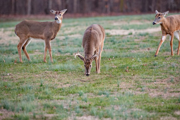 Bucks