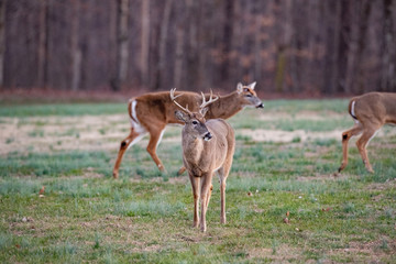 Bucks