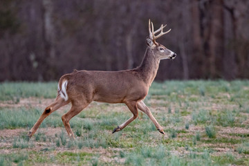 Bucks