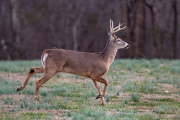 Bucks