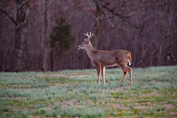 Bucks