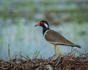 The Red-wattled Lapwing (Vanellus indicus) is an Asian lapwing or large plover, a wader in the family Charadriidae. Like other lapwings they are ground birds that are incapable of perching.
