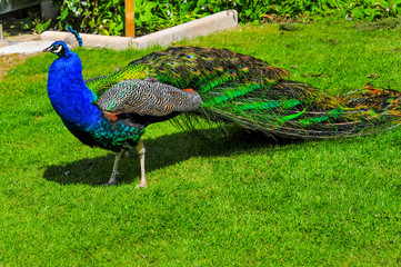 Irish Peacock