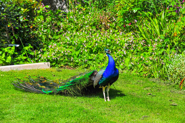 Irish Peacock